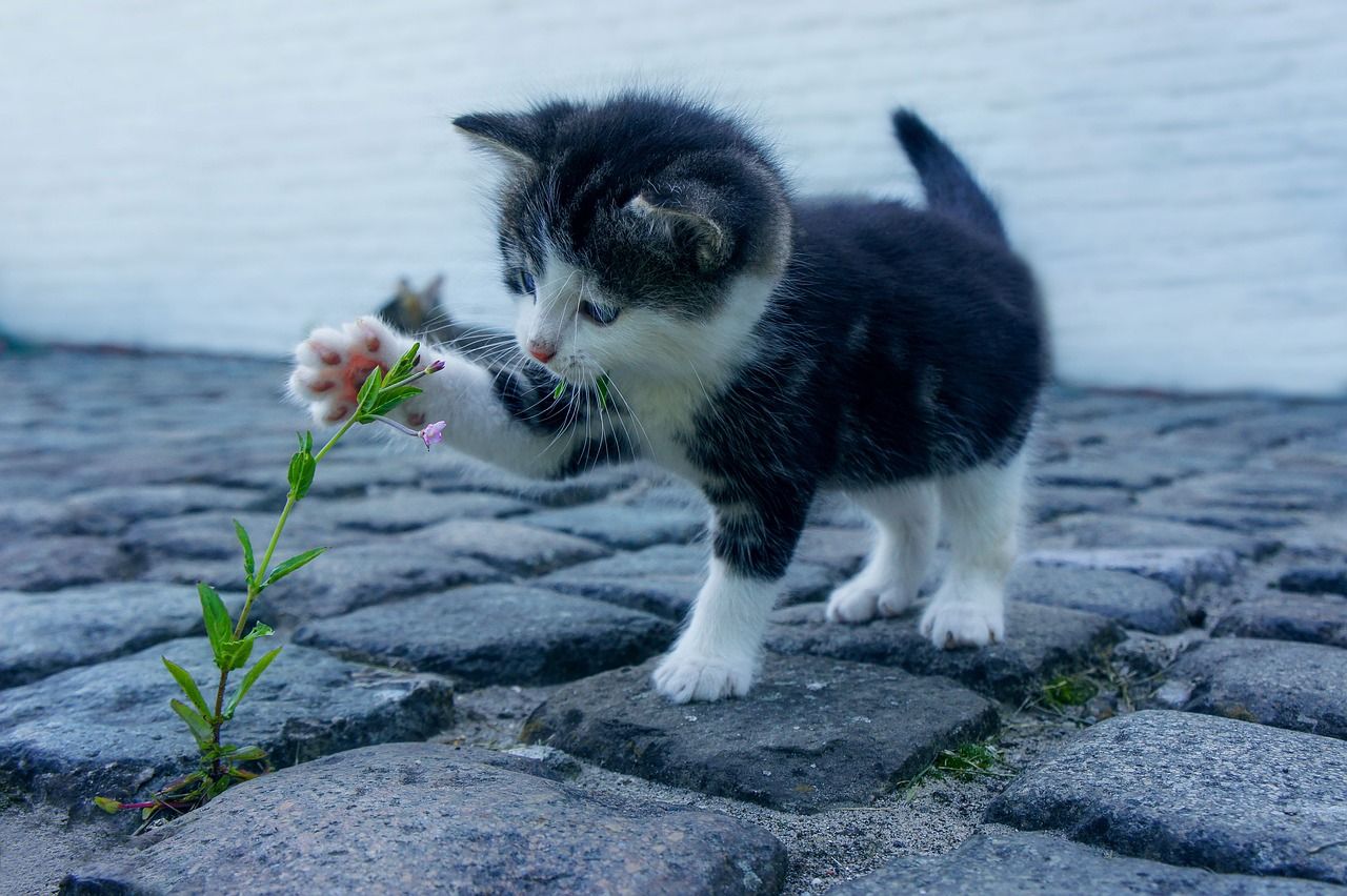 Cute Cat