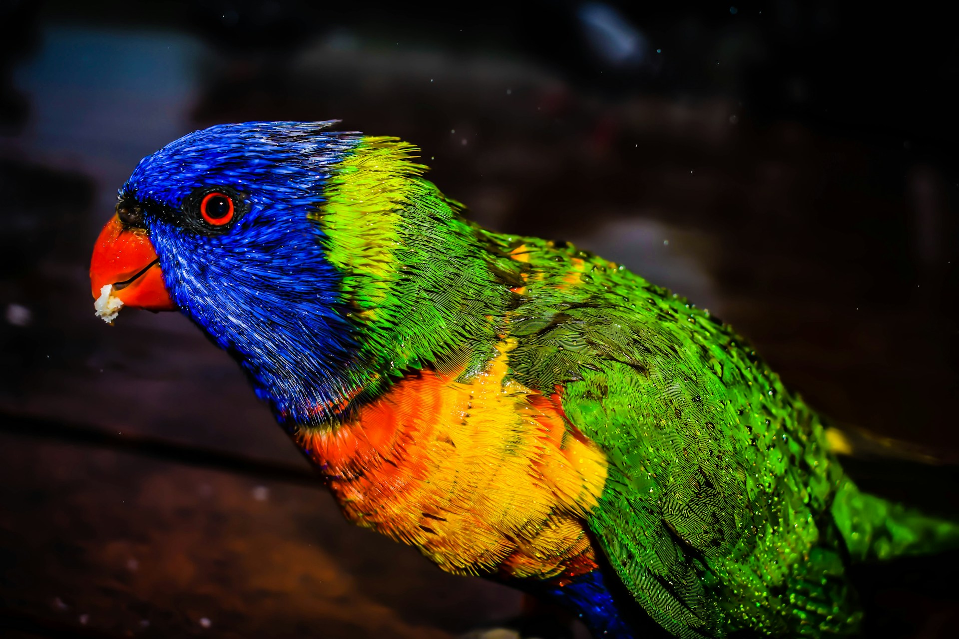 Animal Rainbow Lorikeet