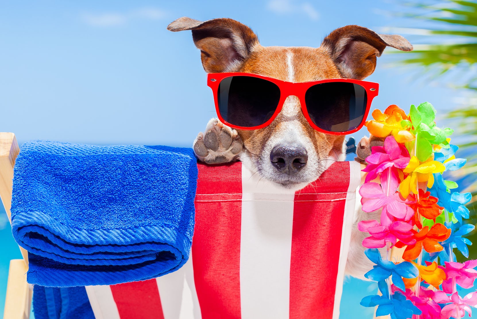 Dog in sunglasses on beach