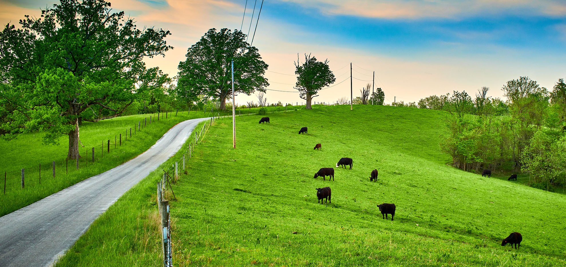 Green pasture with cows and road