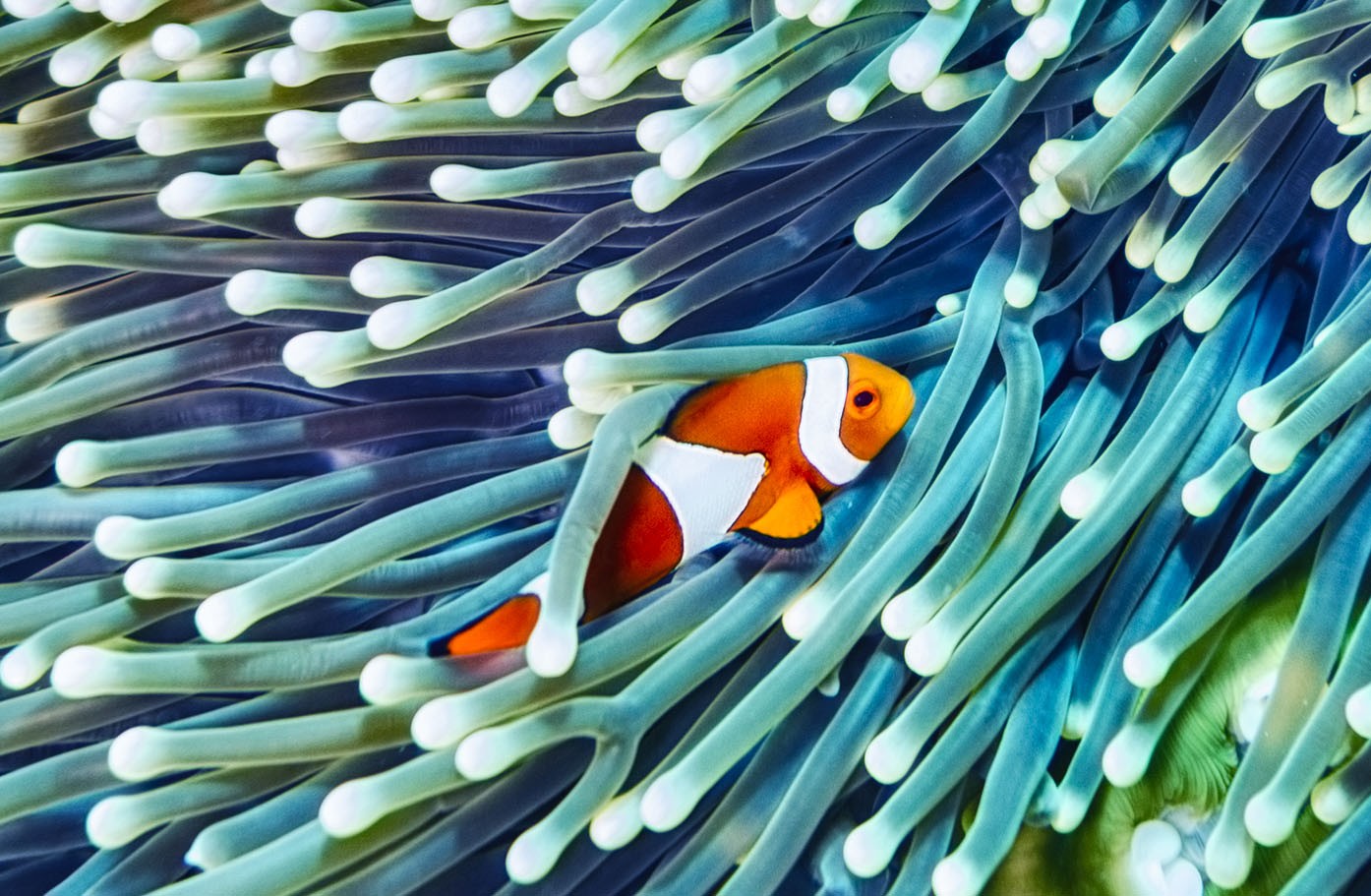 Underwater Wonderland