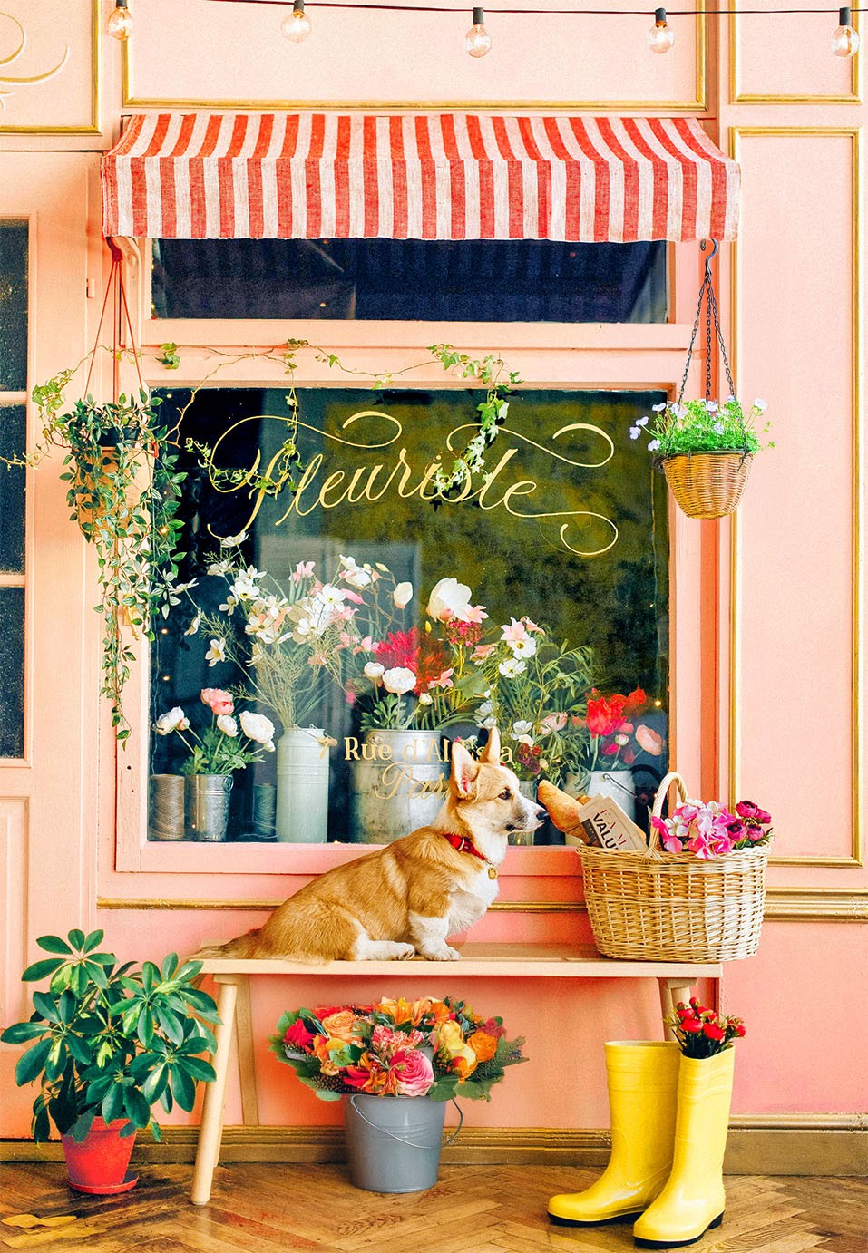 Dog on bench with flowers