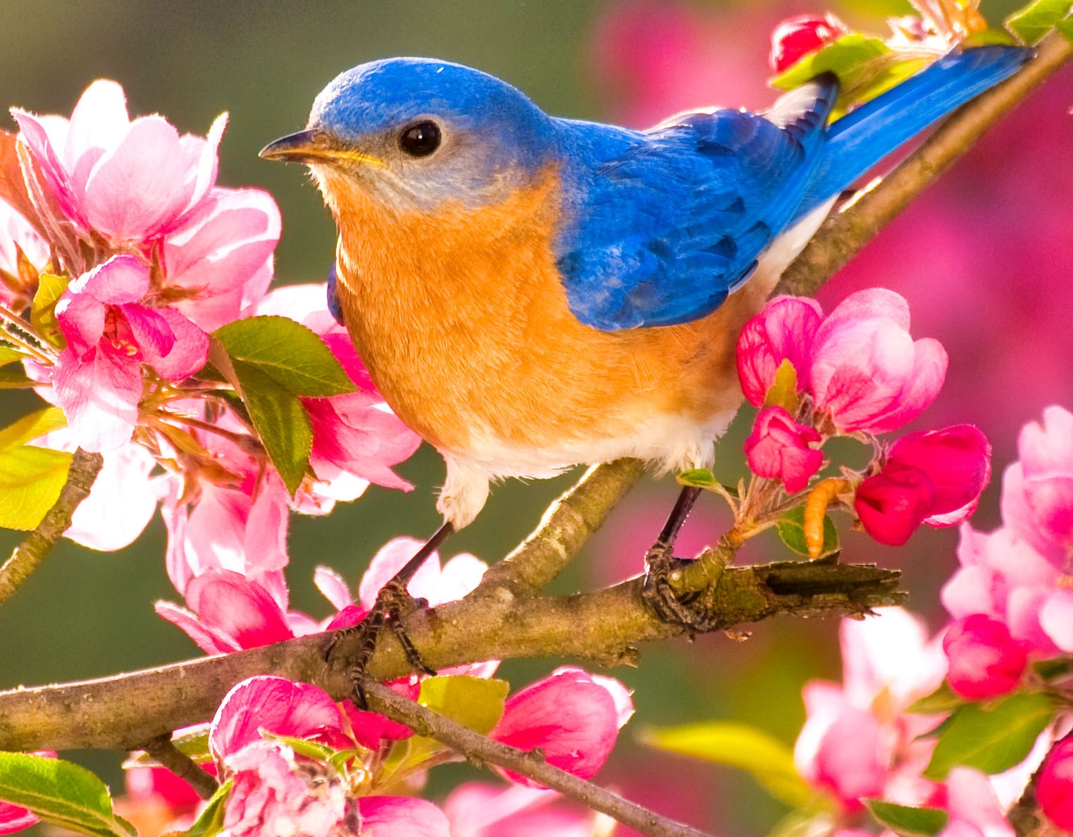Bluebird perched on branch of tree with pink blossoms
