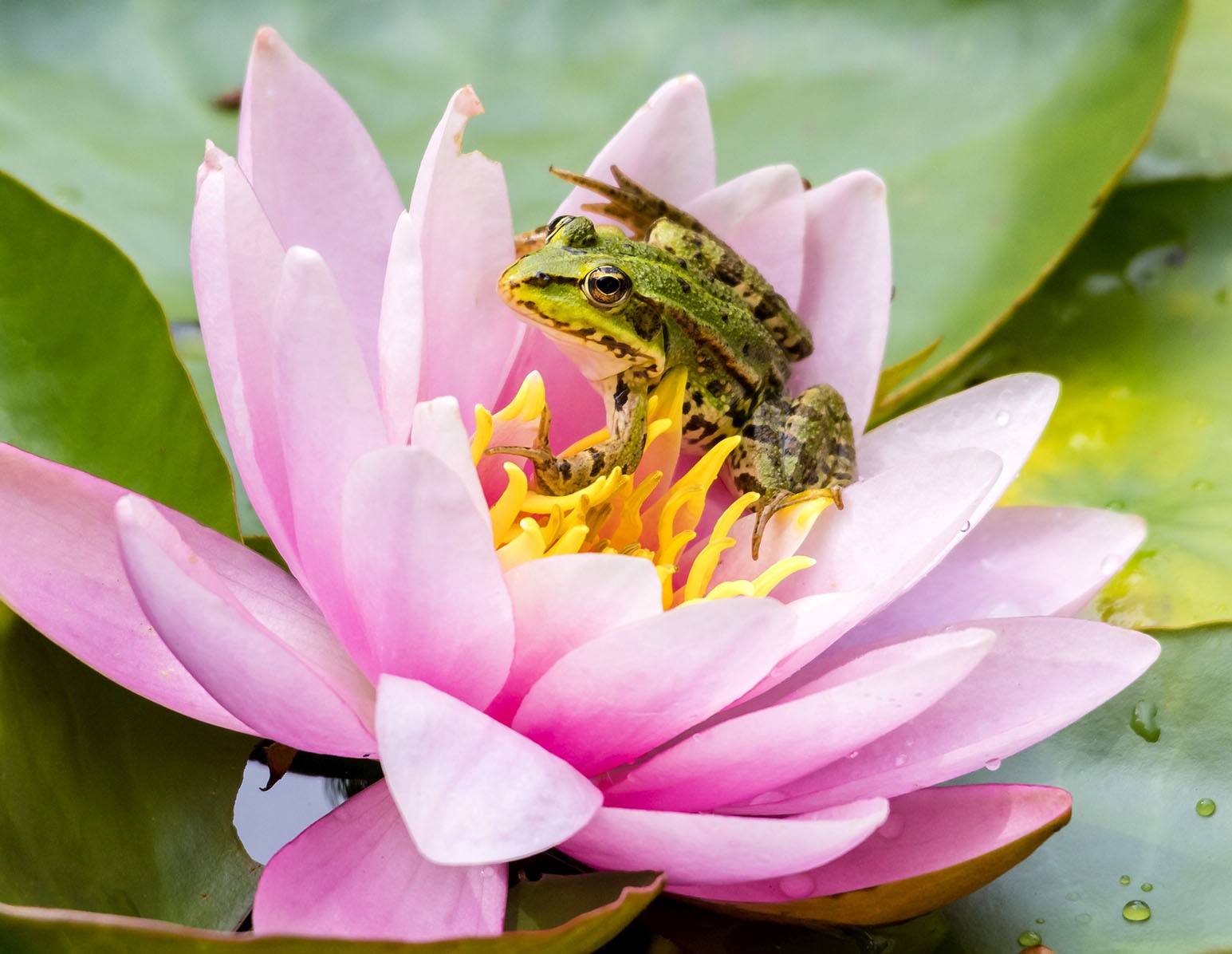 Frog's Flowery Feast
