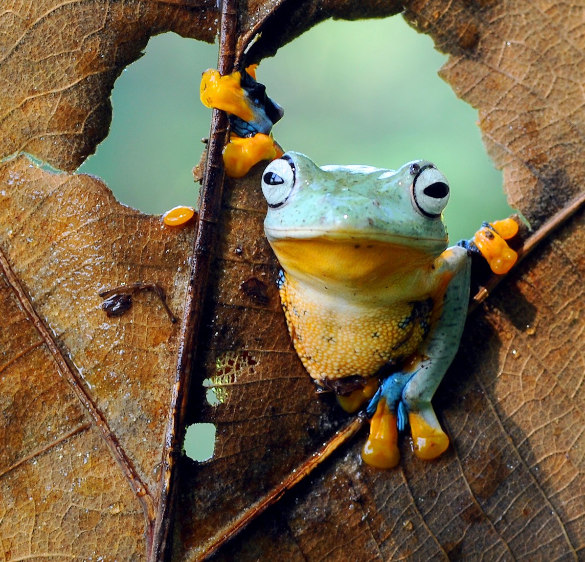 A frog on leaves