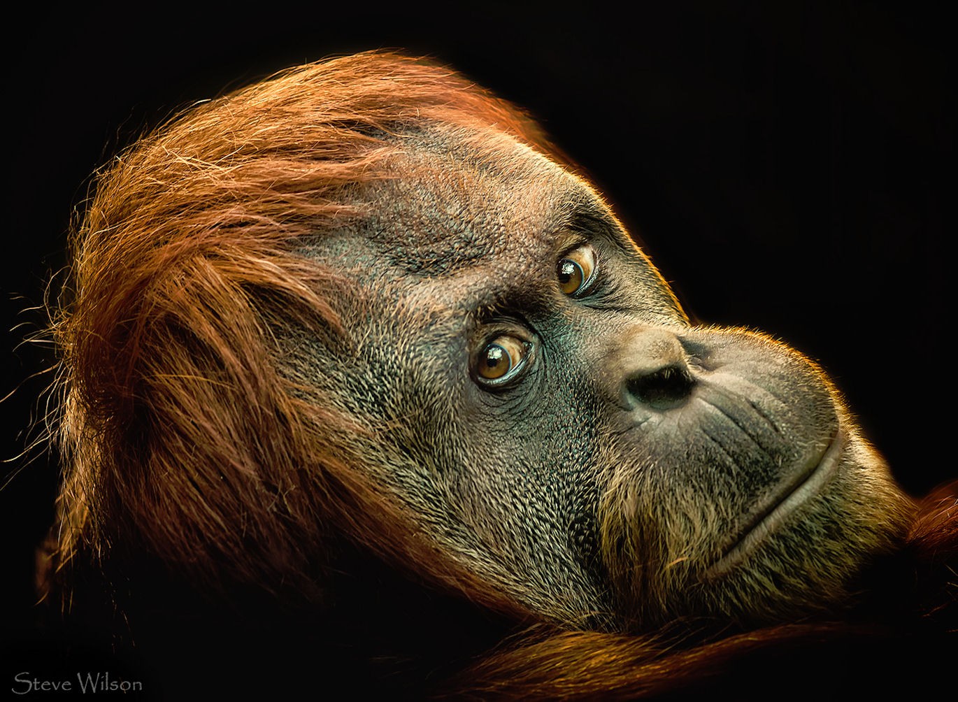 Orange Orangutan
