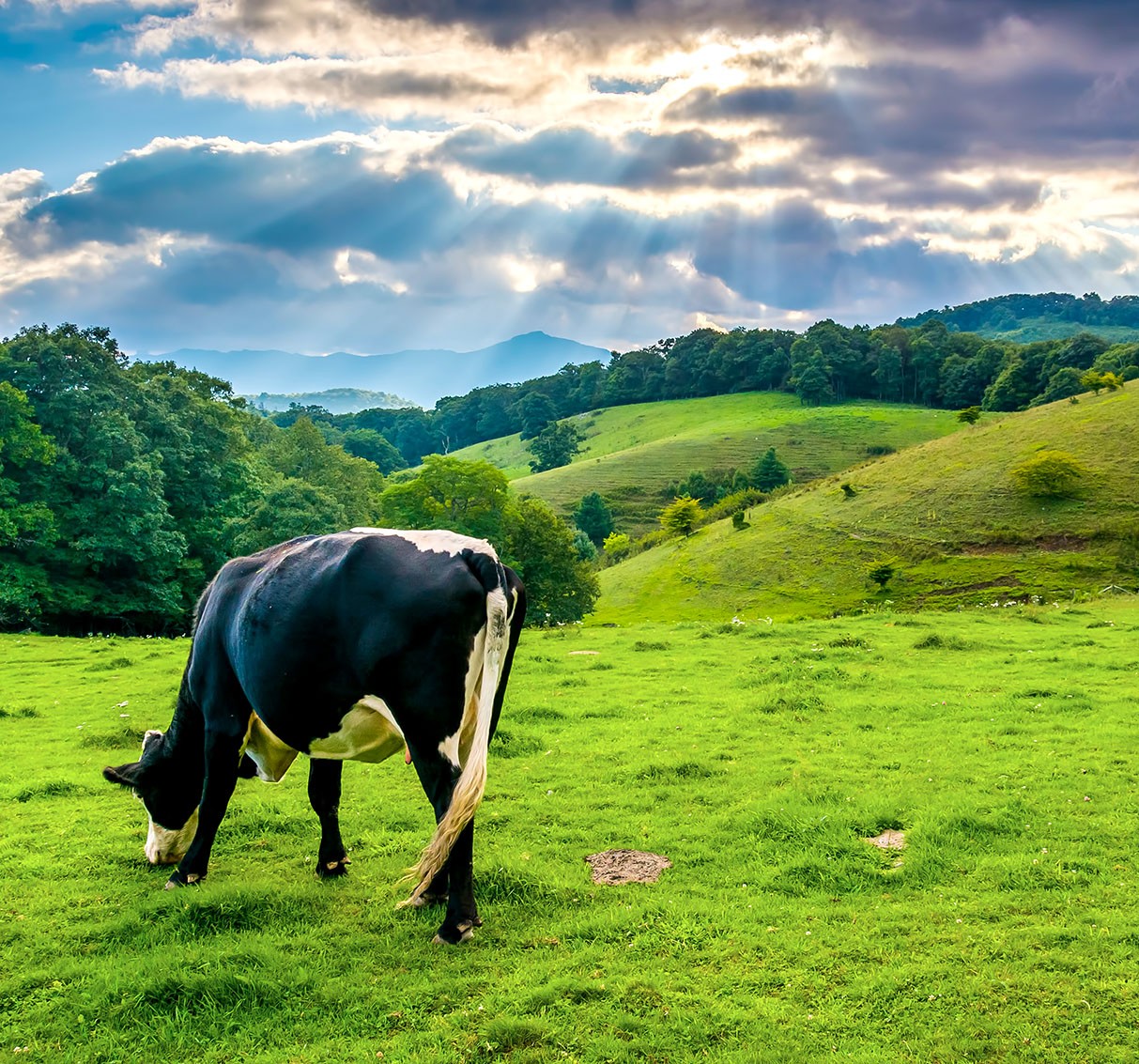Cow eating grass