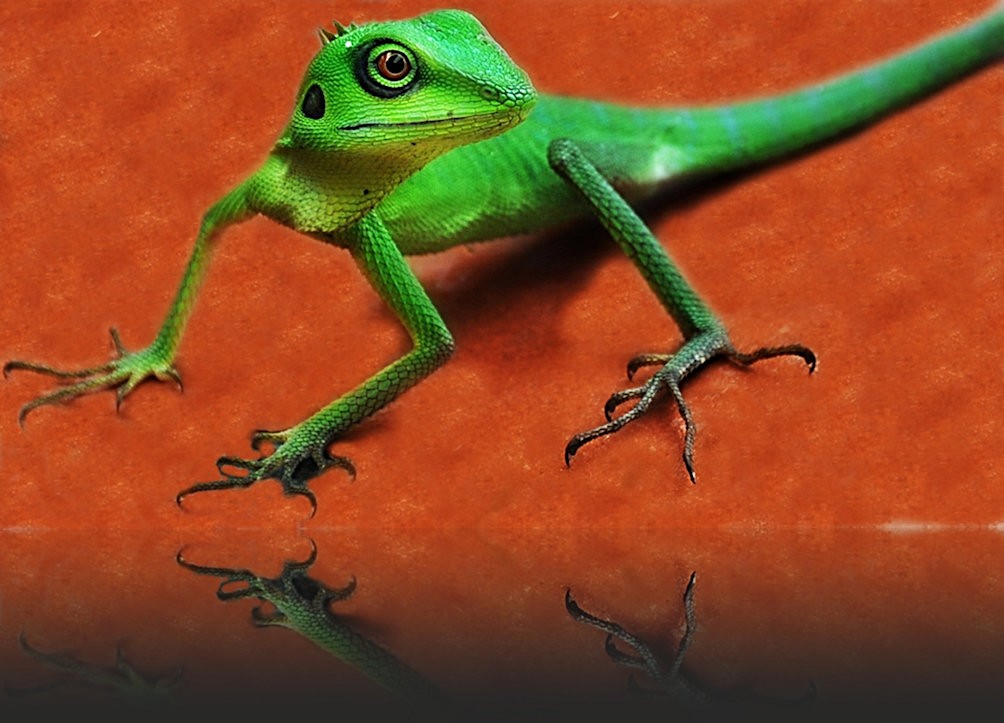 Lizard on surface