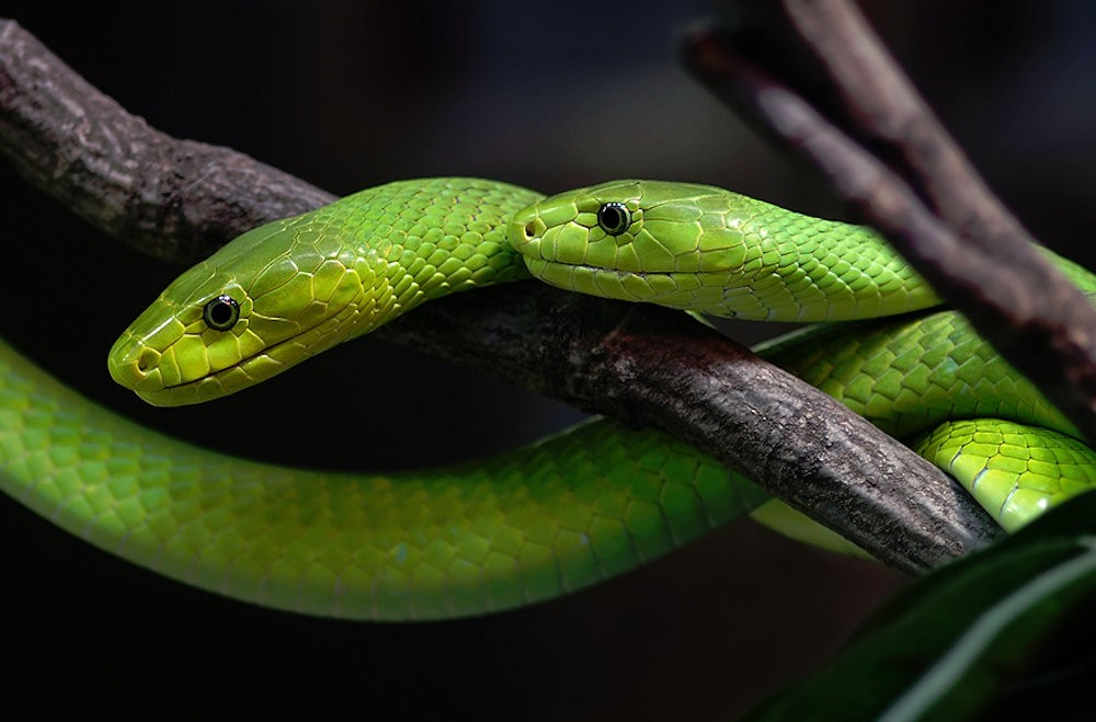 Two Snakes on Branch
