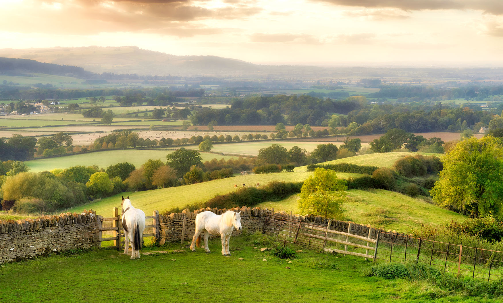 Two horses grazing on hillside