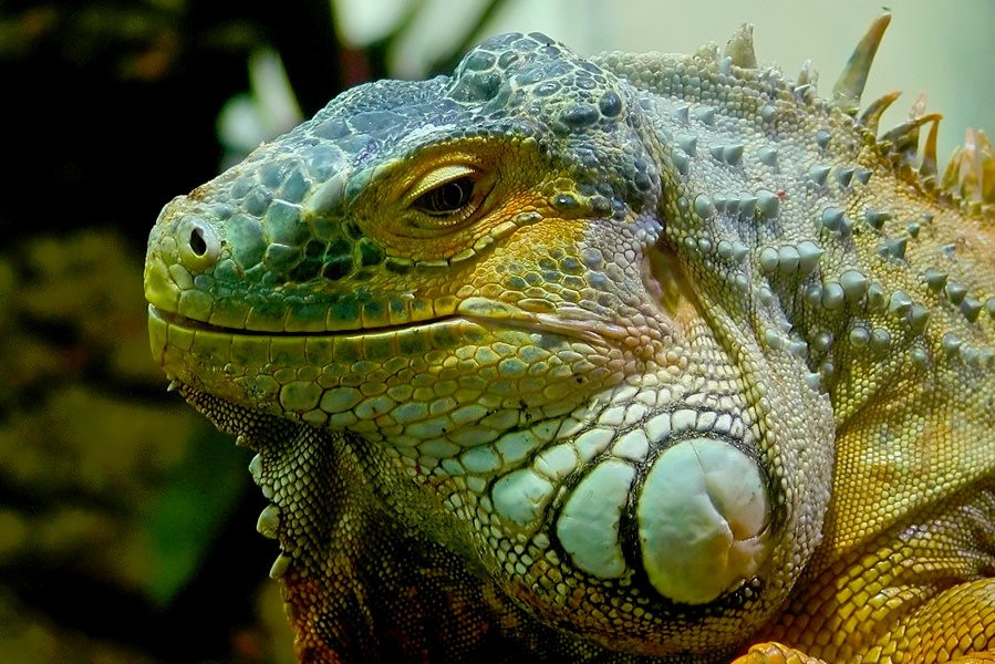 Green lizard on plant