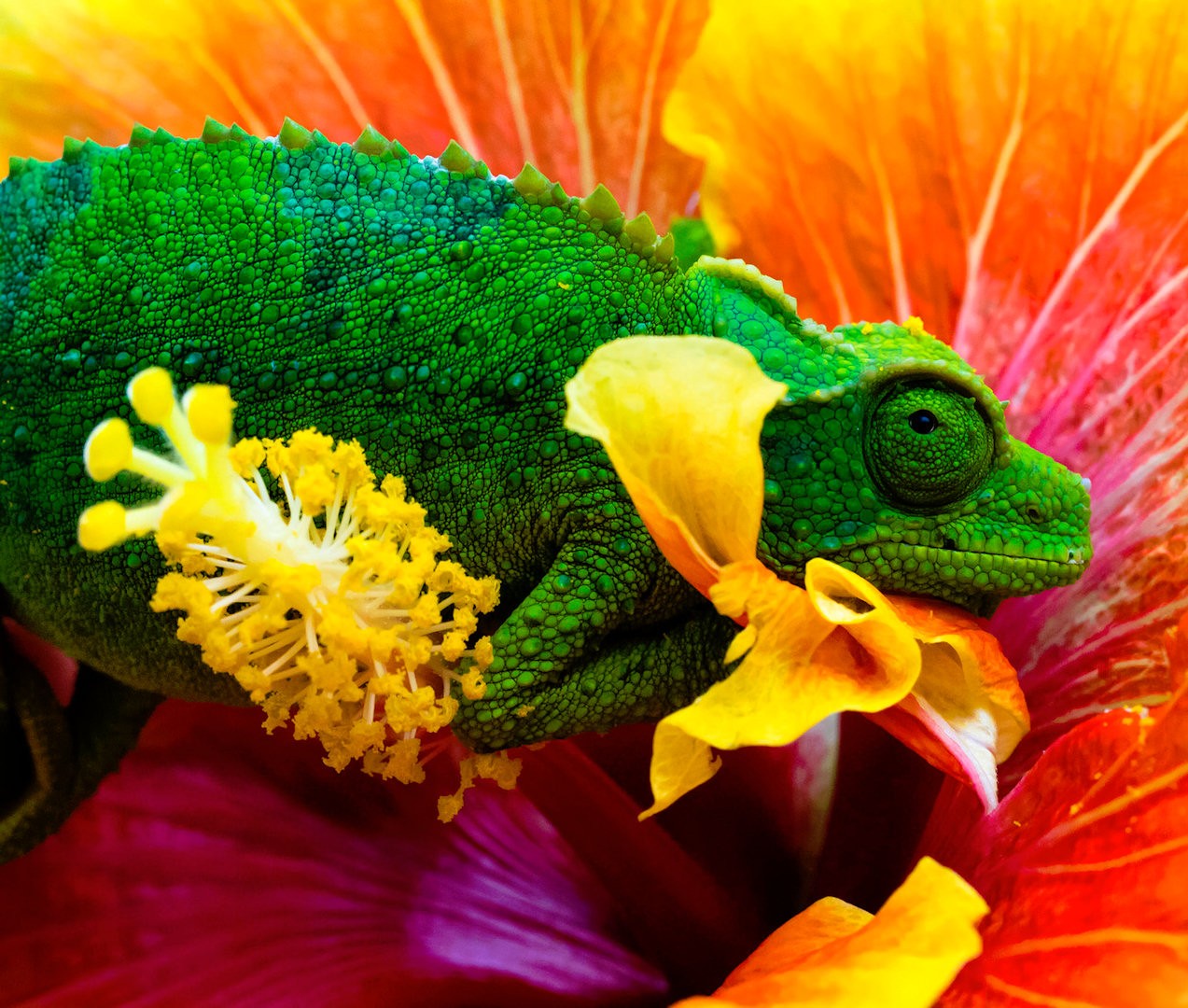 Colorful lizard on flowers