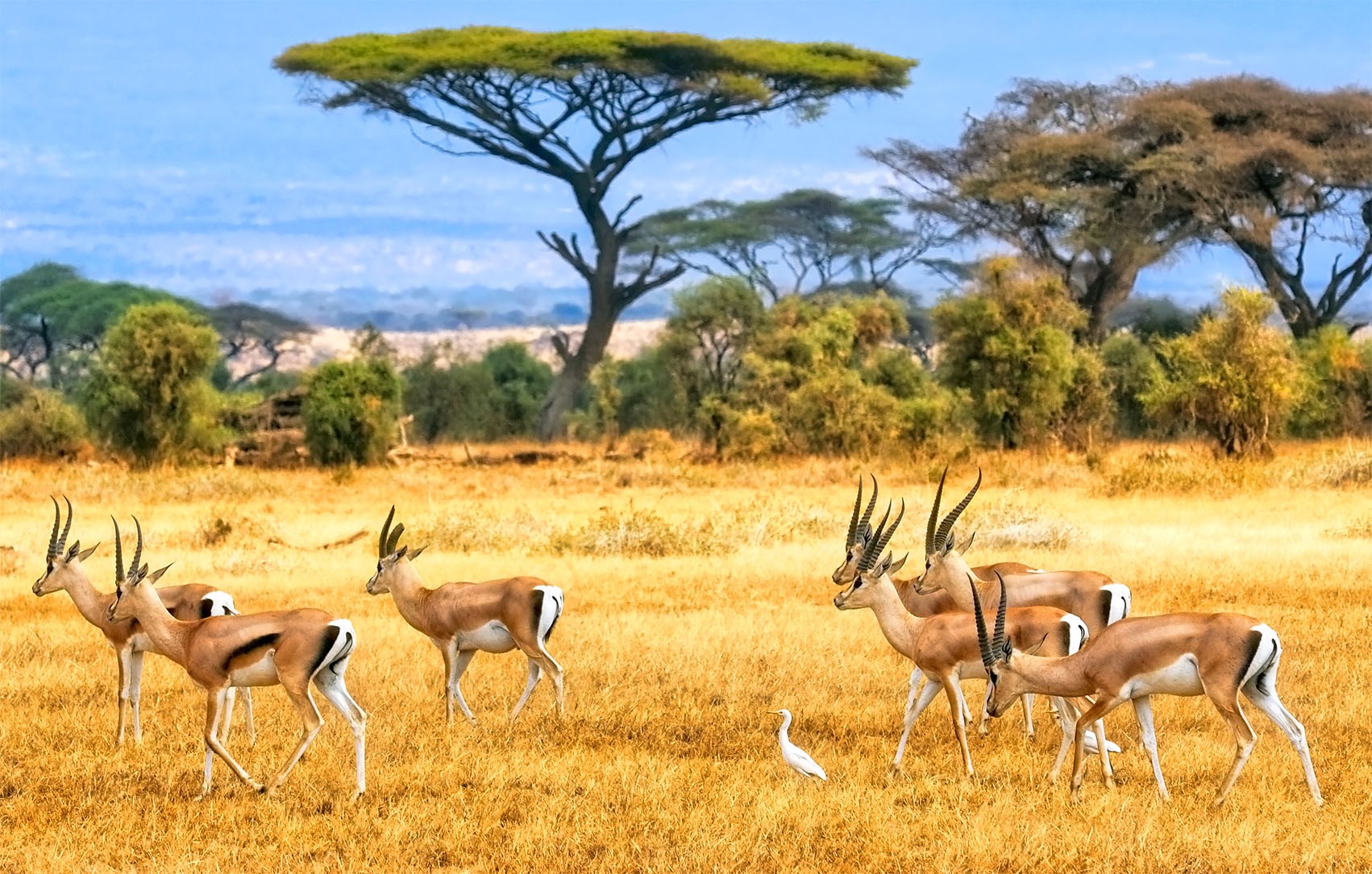 Wildebeests running away from predators