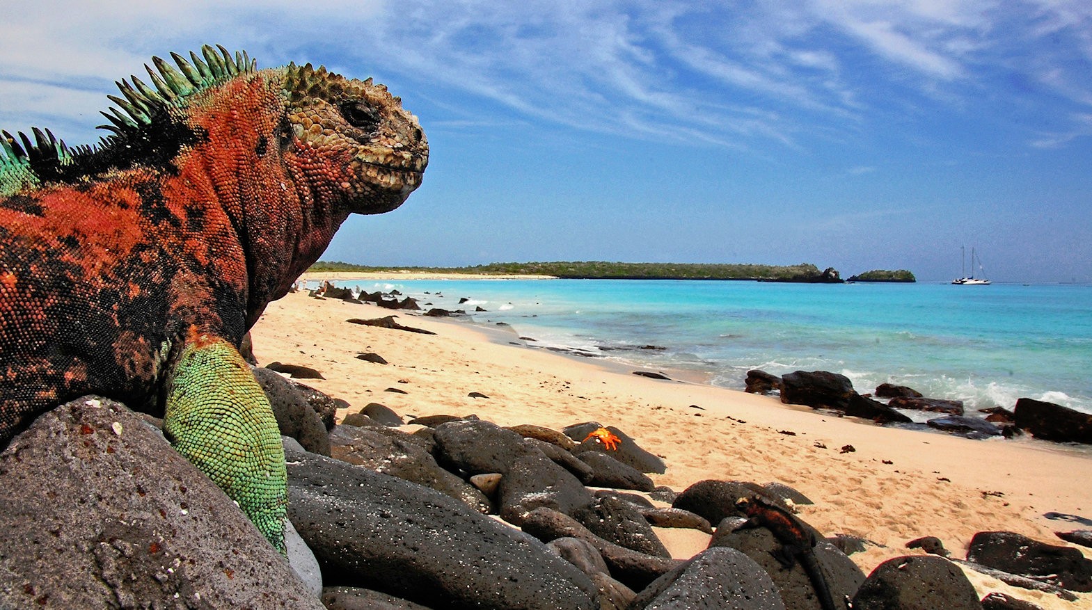 Lizard on rocks