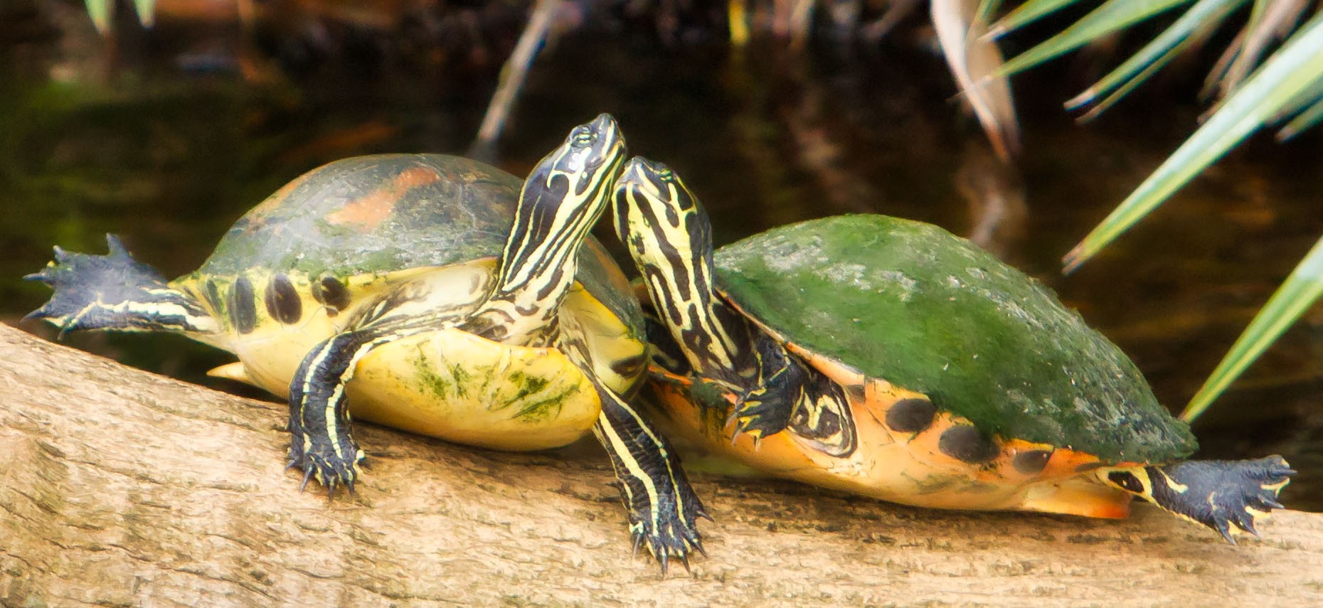 Dual Turtles