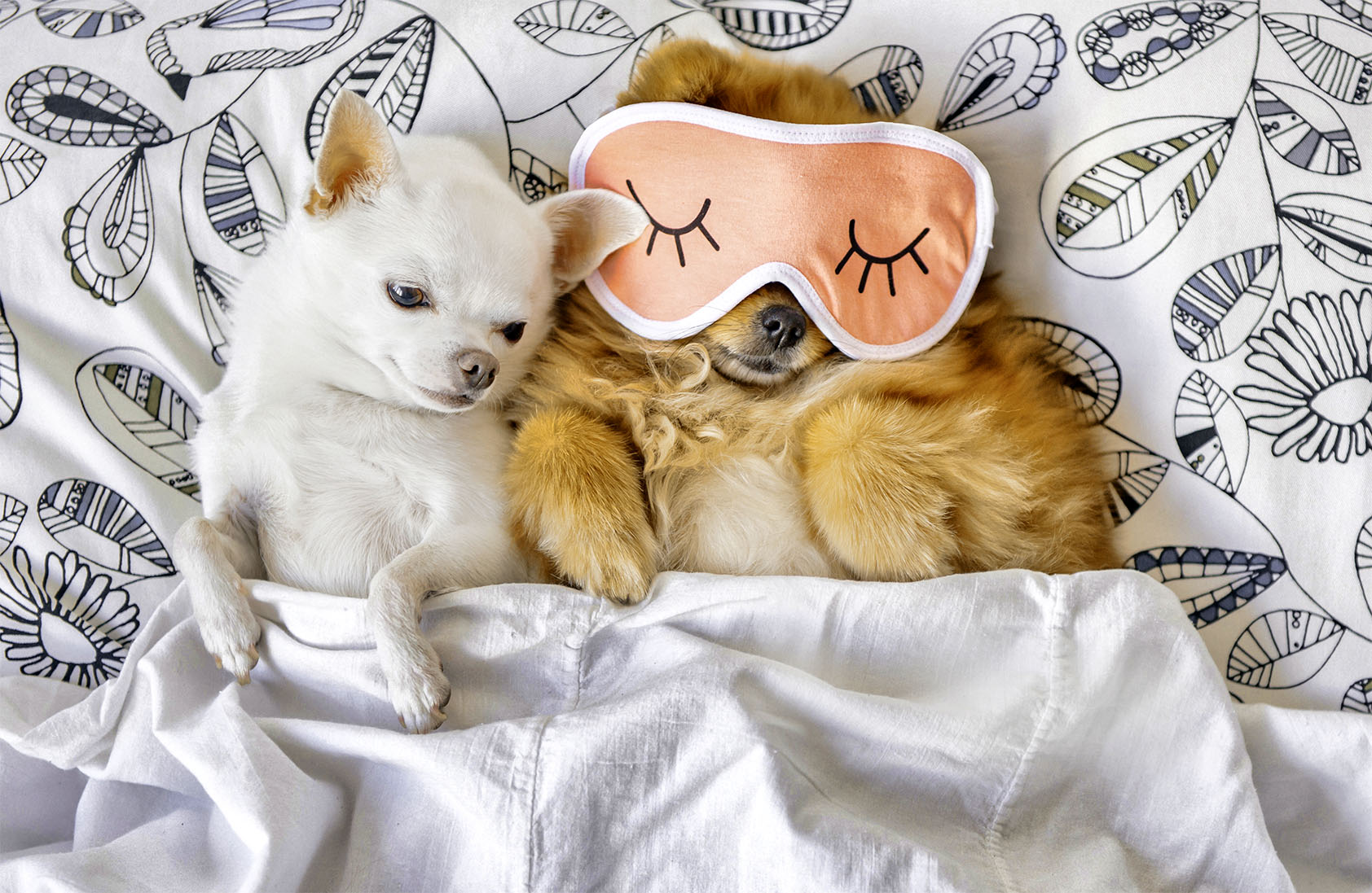 Sleepy pets in bed