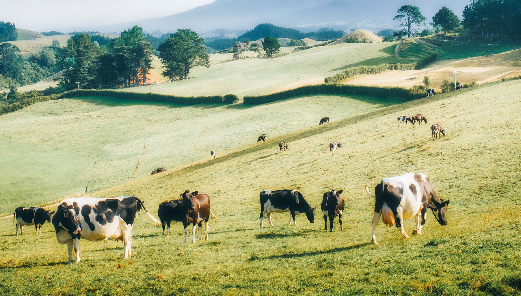 Pastoral Peace