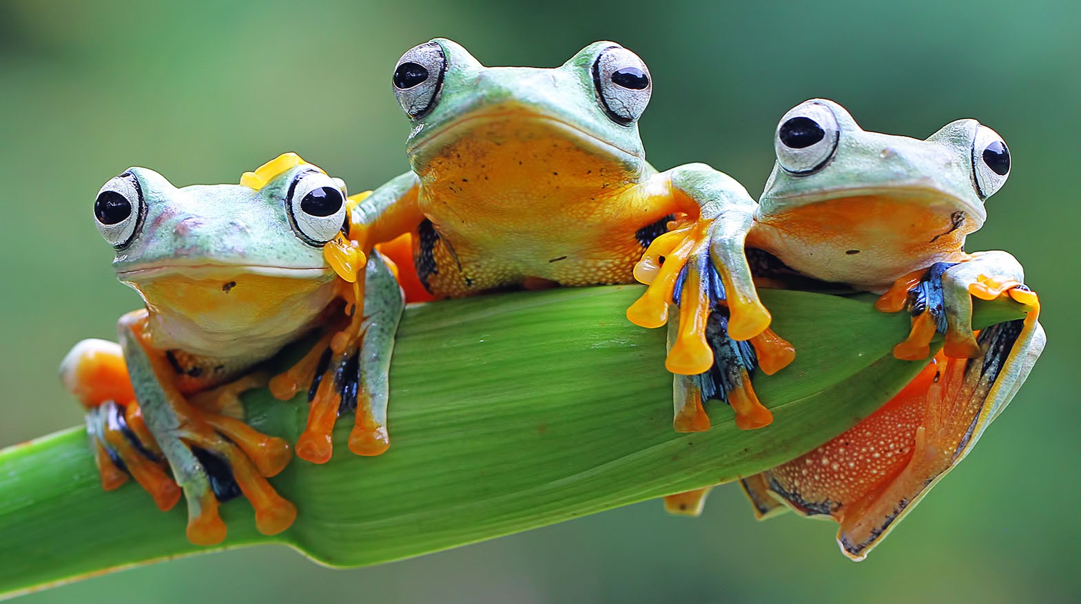 Amphibian Antics