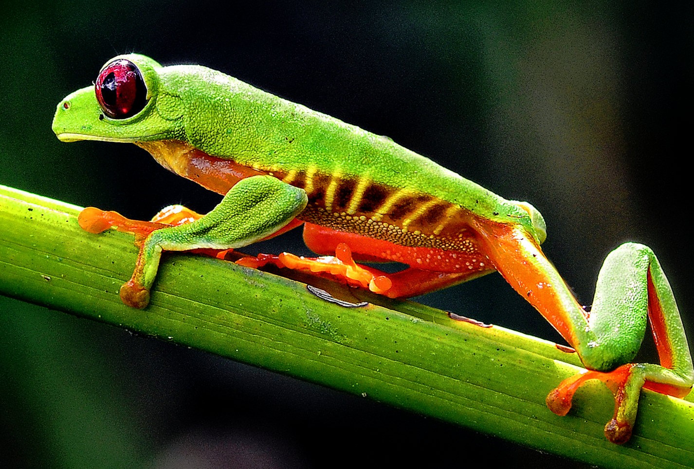 "Vivid Frog on Branch"