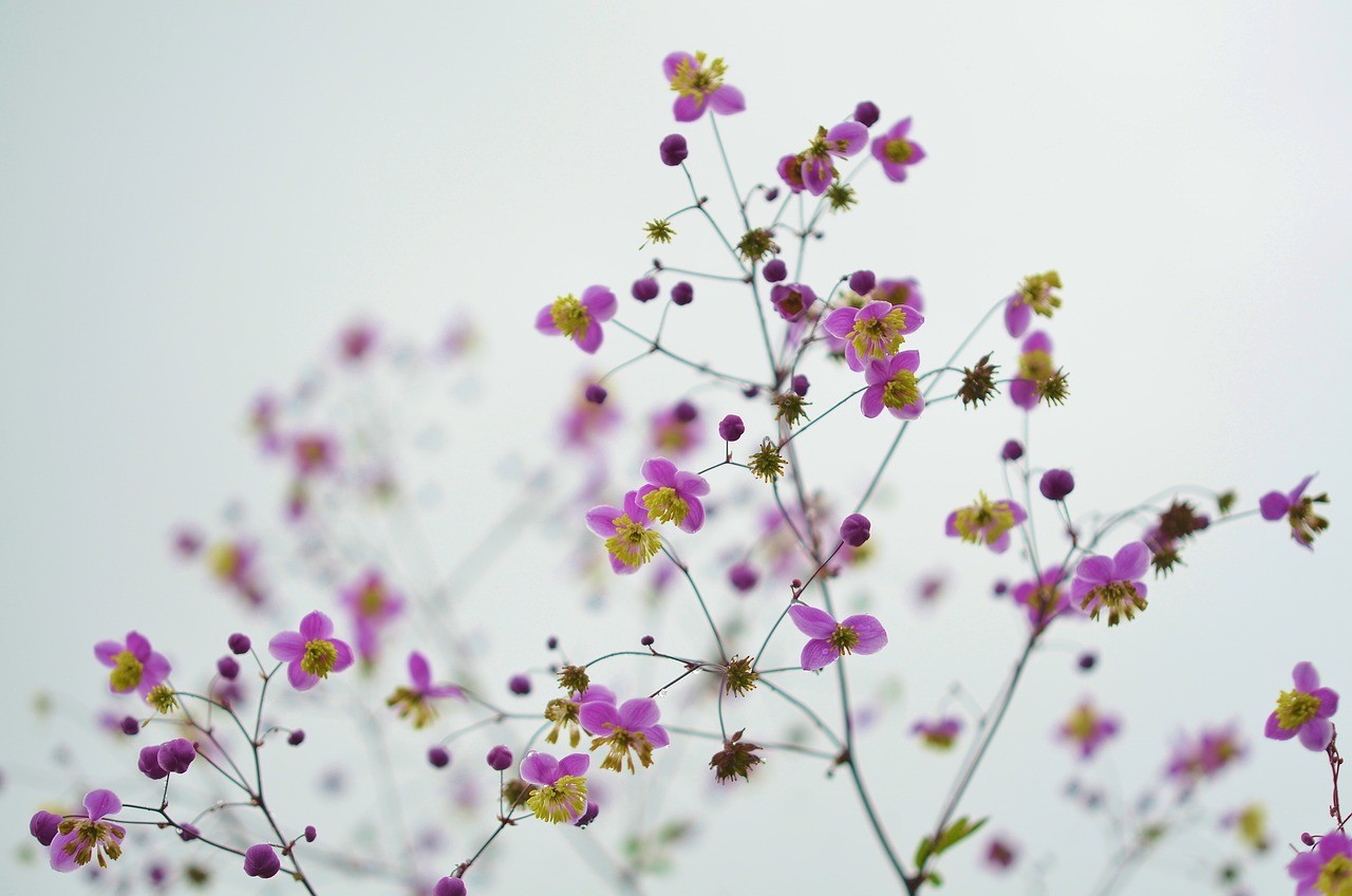 Flower in motion