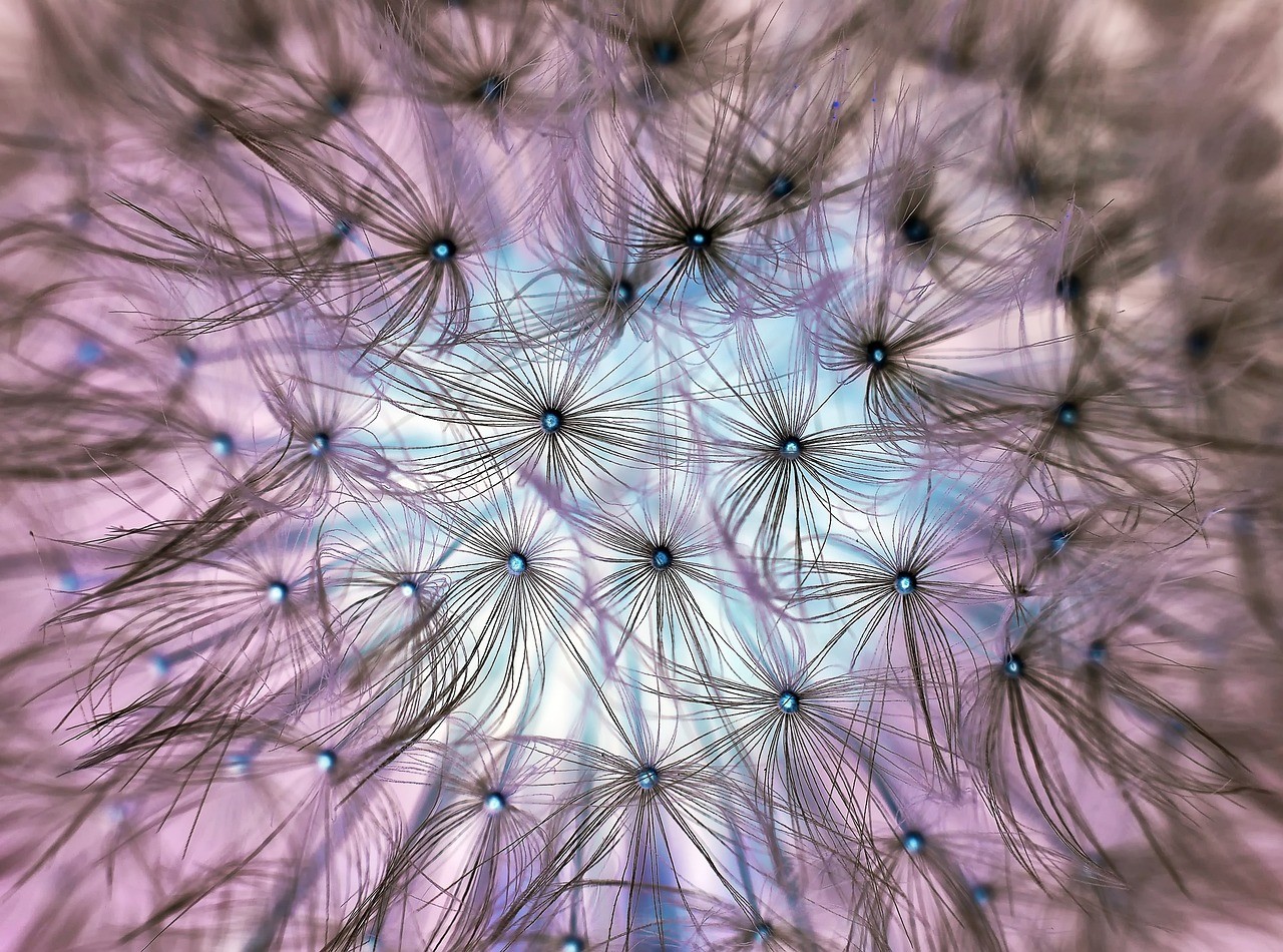 Purple flower close up