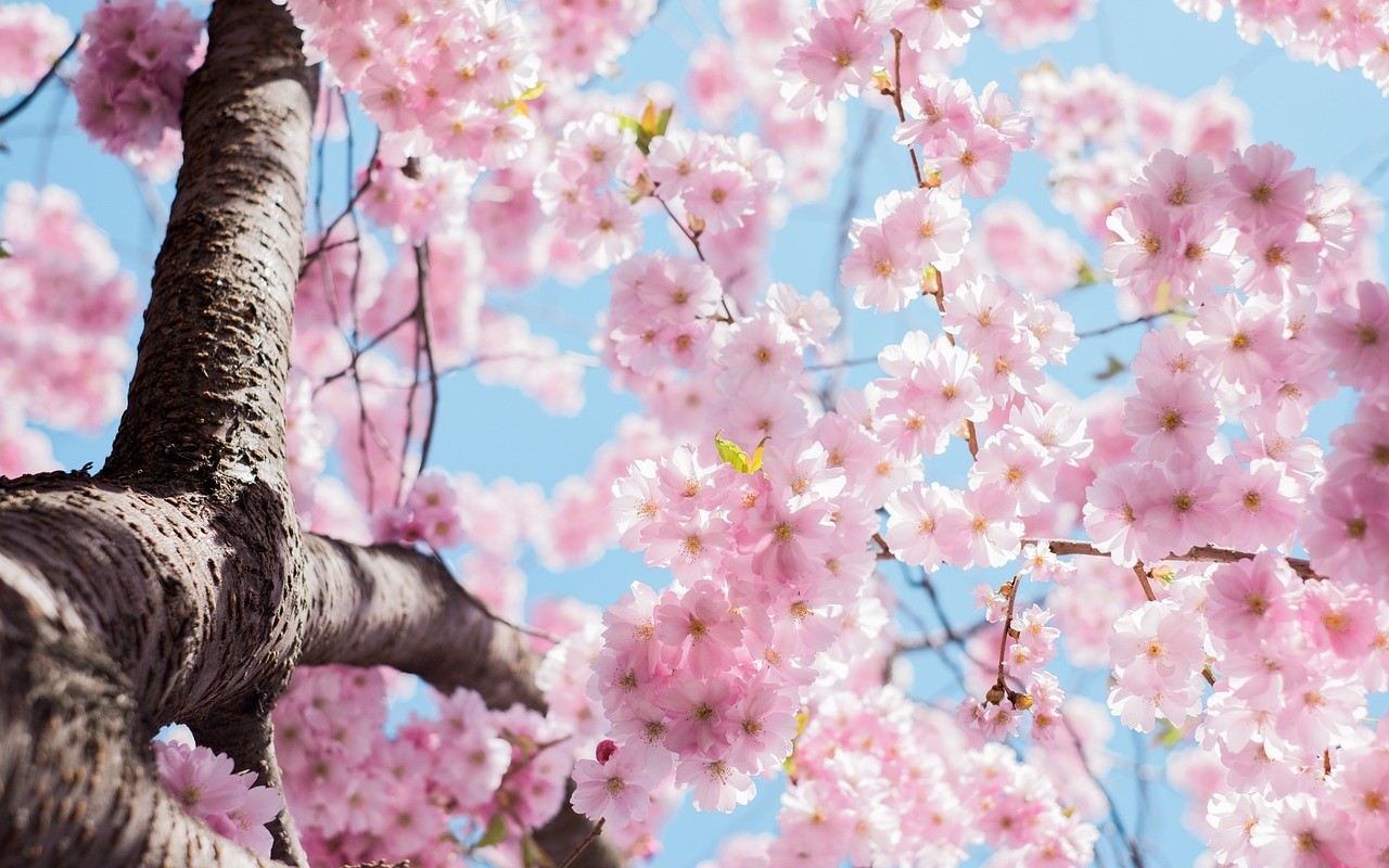 Blossoms on tree