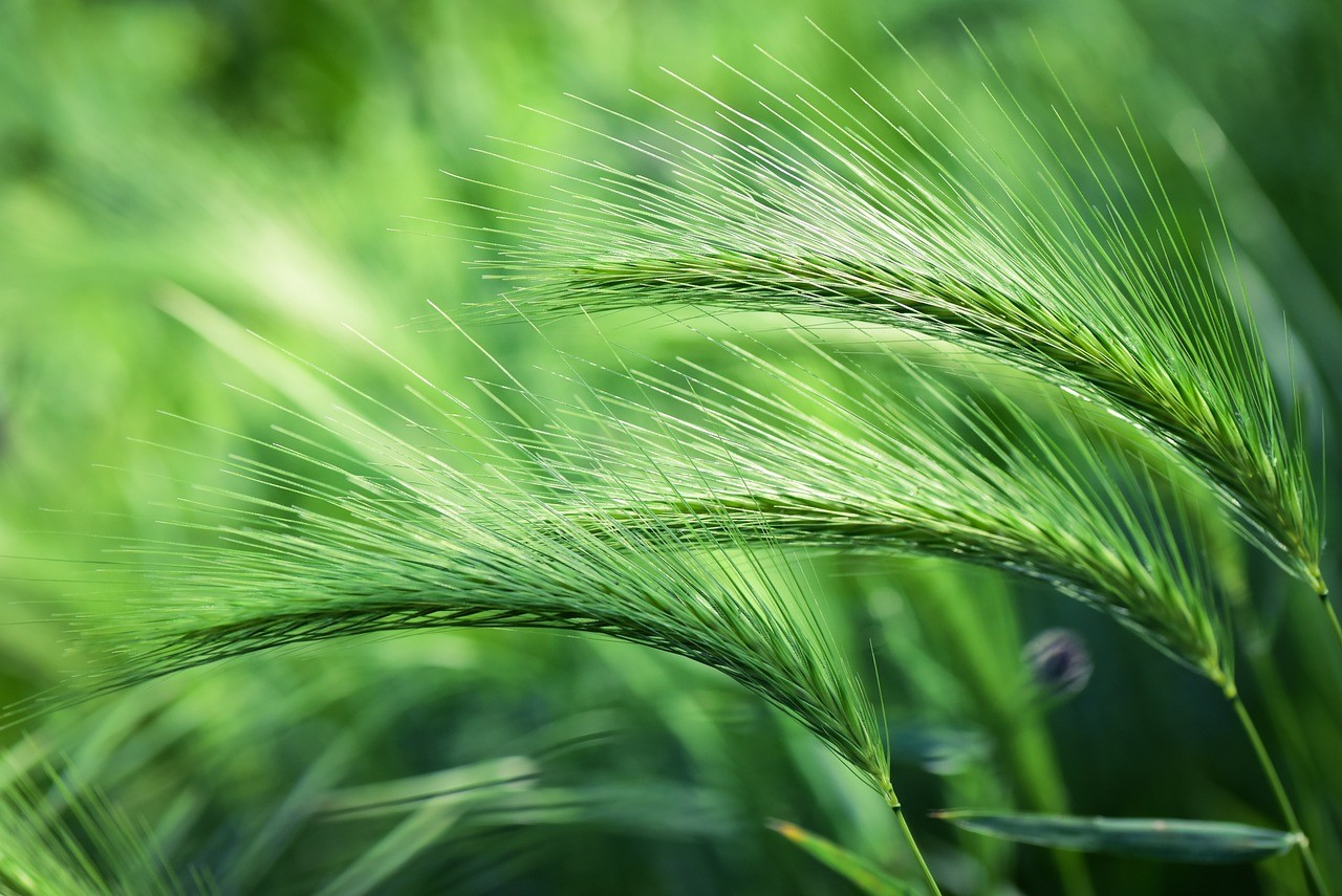Green wheat field