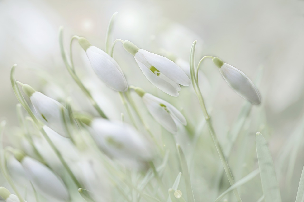 Beautiful white flowers