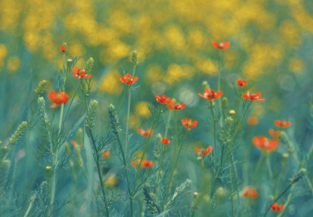 Colorful poppies field