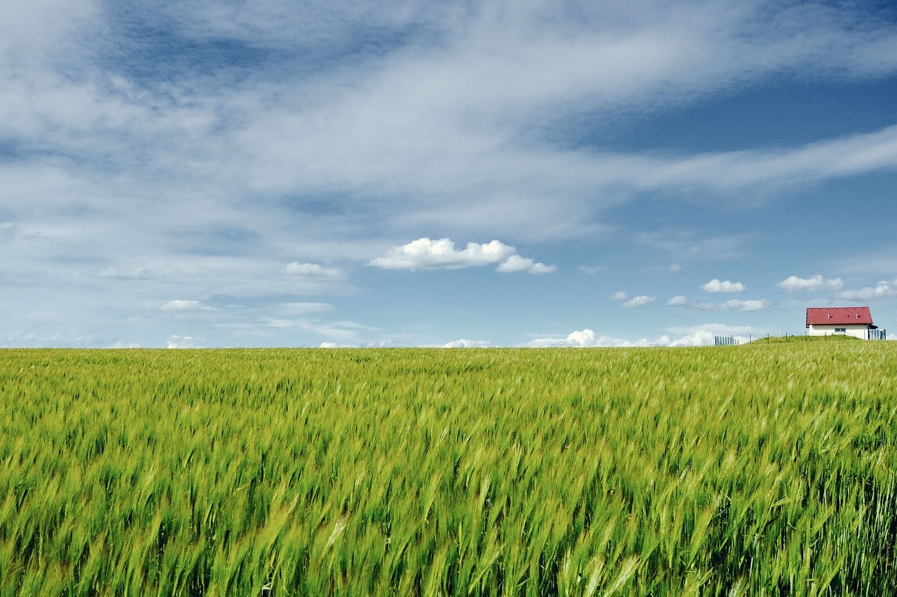 Fields of golden wheat