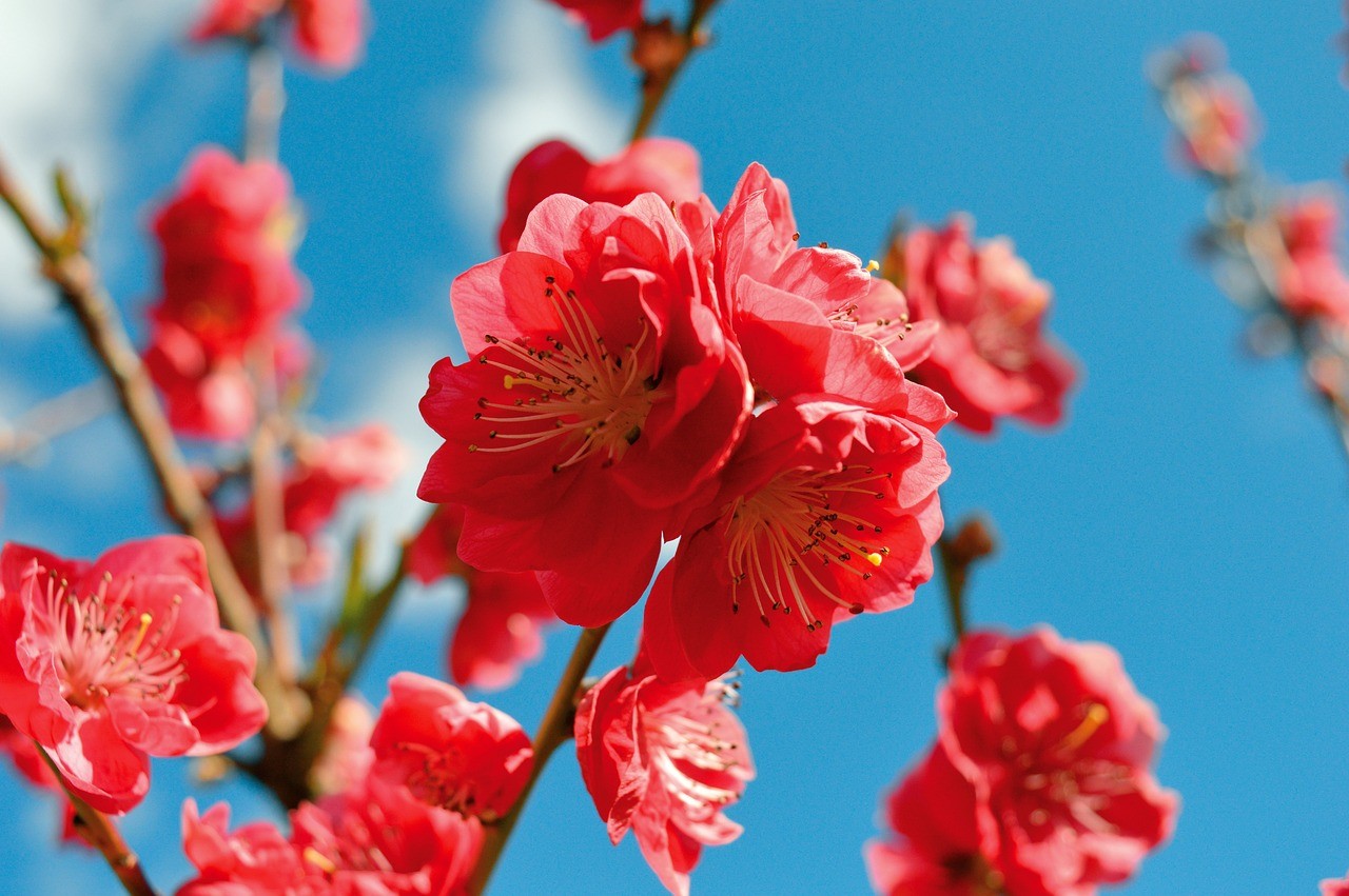 Colorful flowers on tree