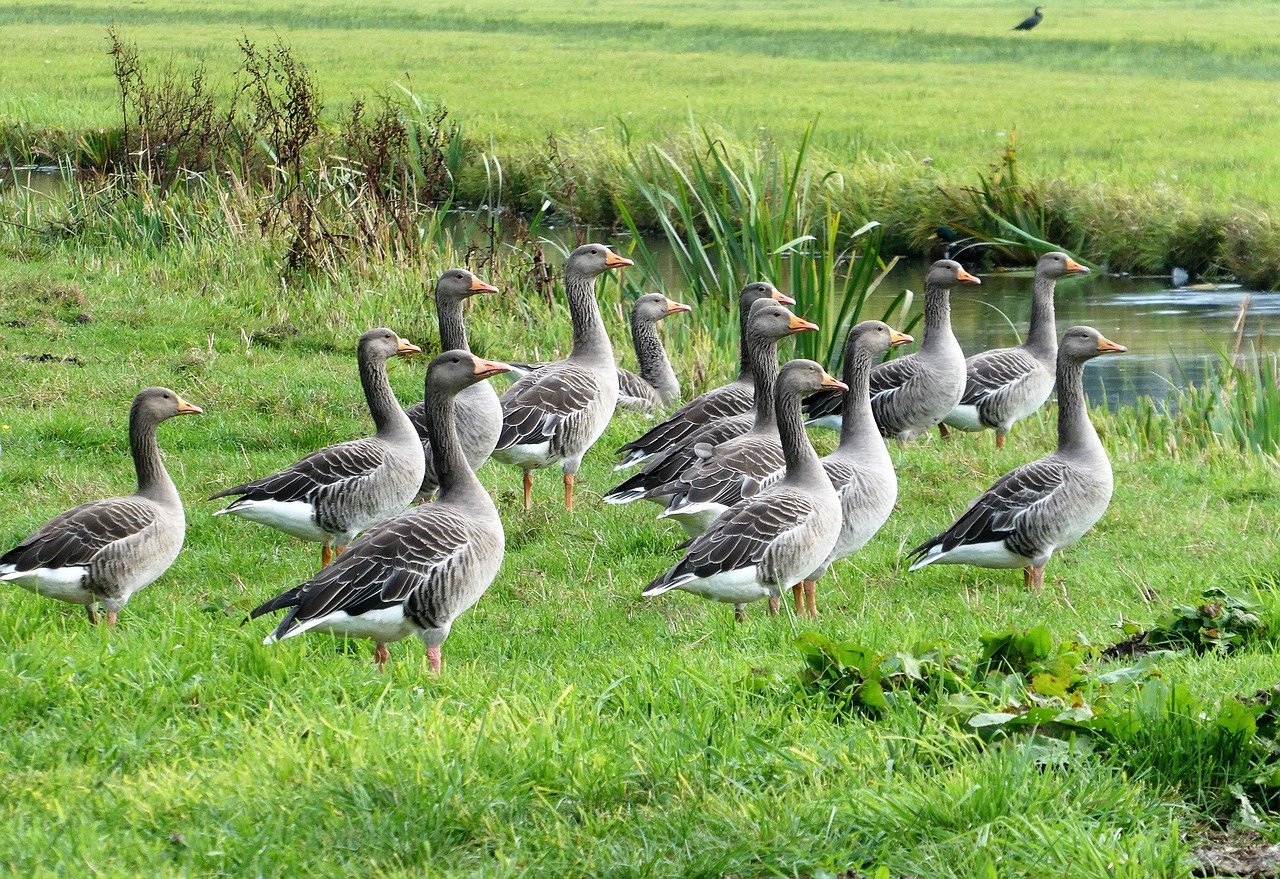 Geese in field