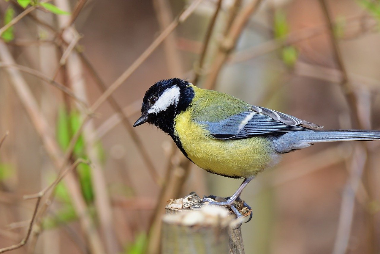 Yellow and black bird on branch