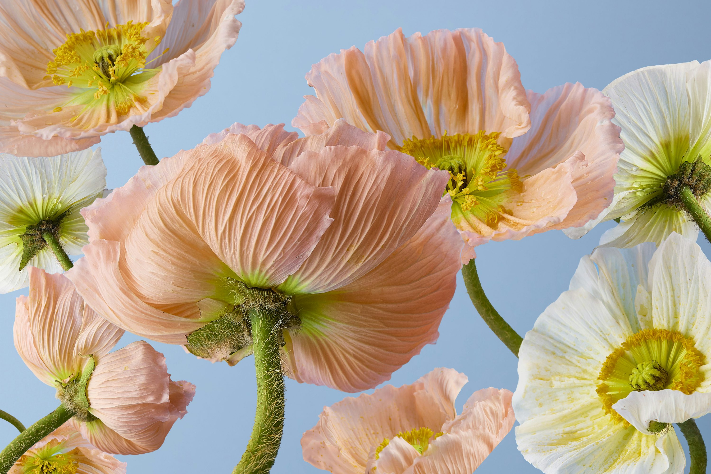 A bunch of pretty flowers