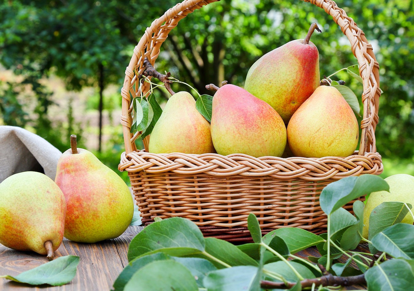 Basket of pears near tree