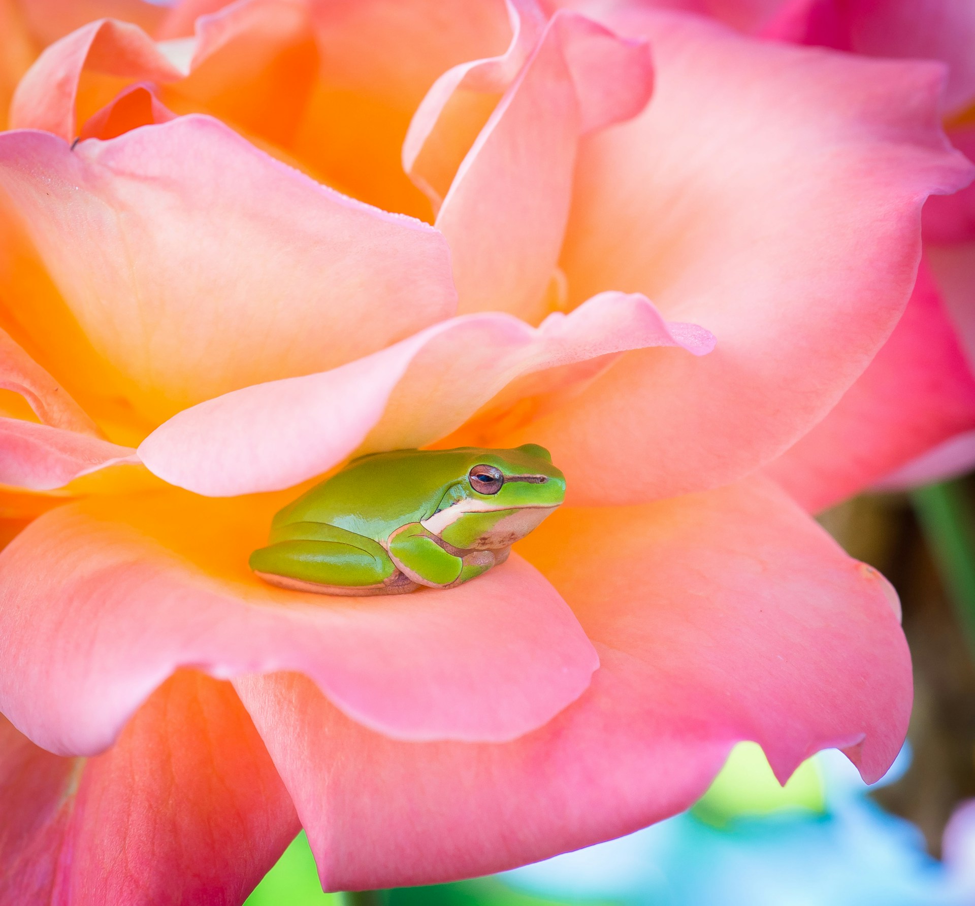 Frog on Rose animal nature