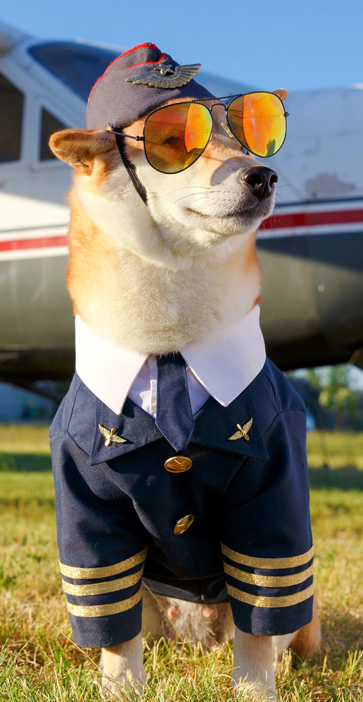 Dog wearing sunglasses and pilot uniform