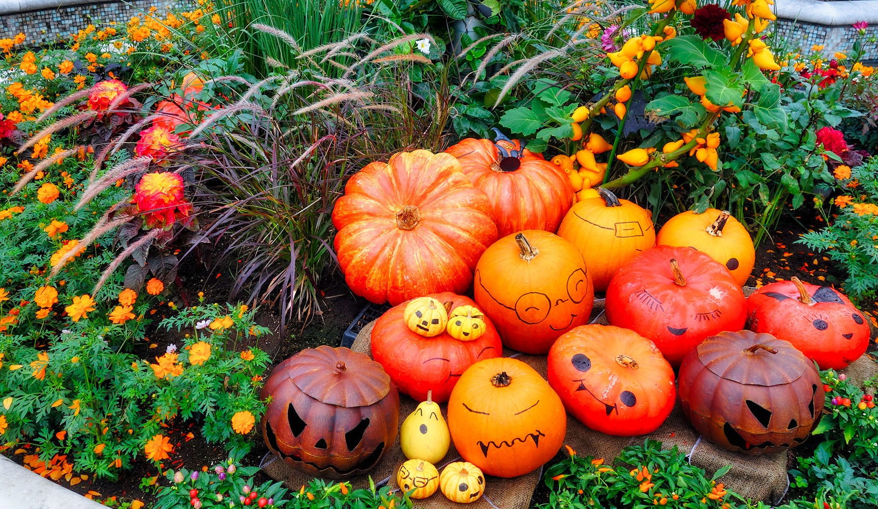 Vibrant autumnal display