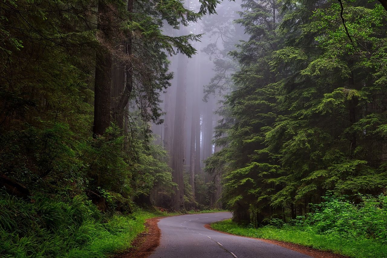 Misty Forest