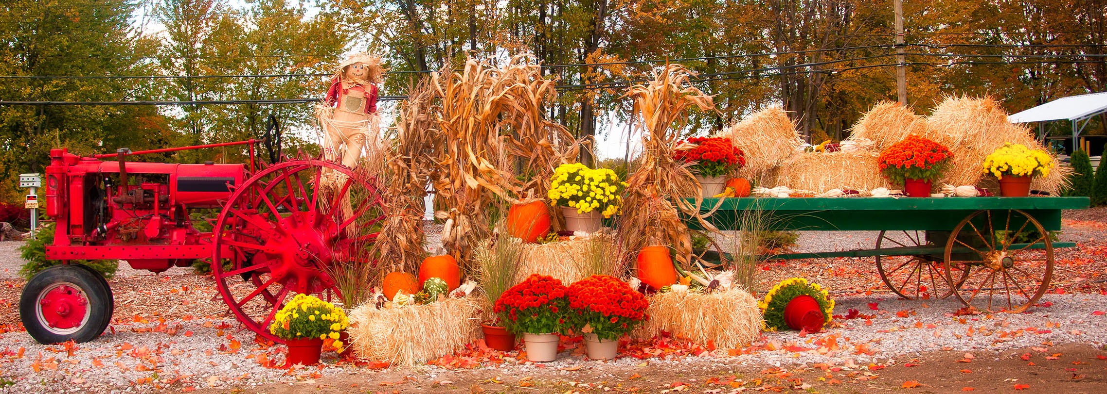 Autumnal Harvest Display