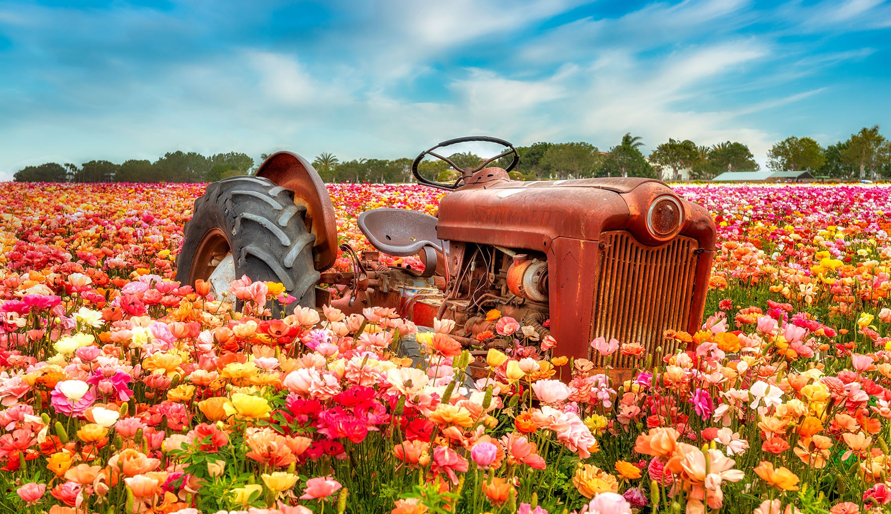 Rusty Tractor in Flower Field