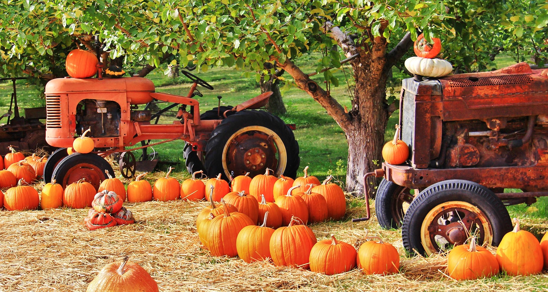 Farm scene with pumpkins and truck