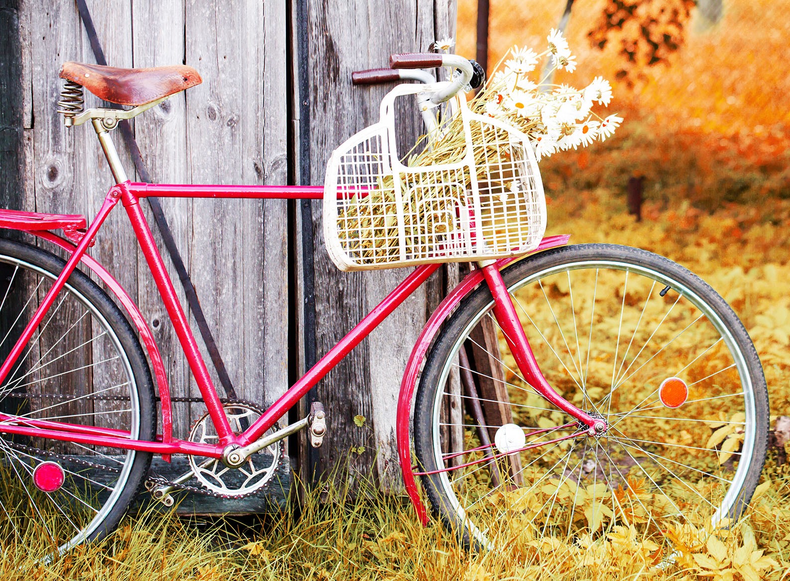 Bicycle by flowers