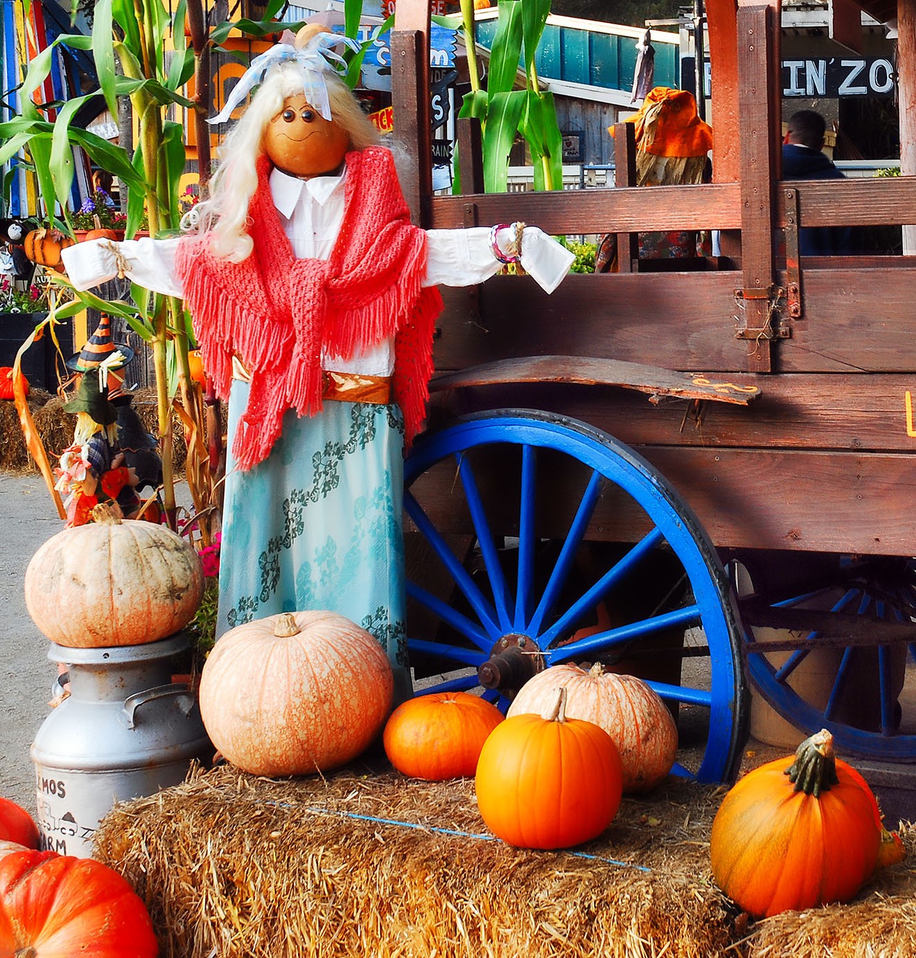 Pumpkin patch scene
