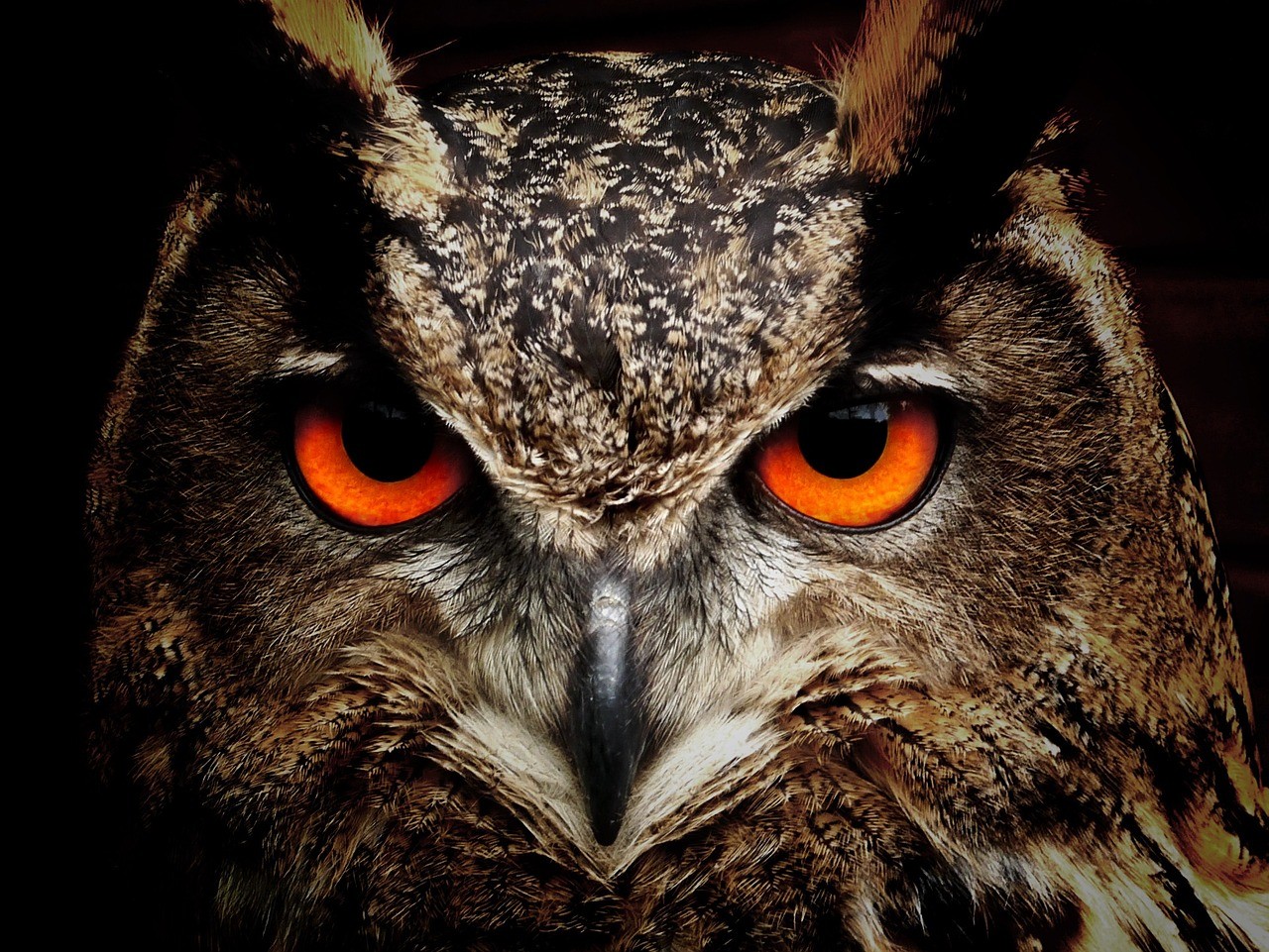 Owl's orange eye