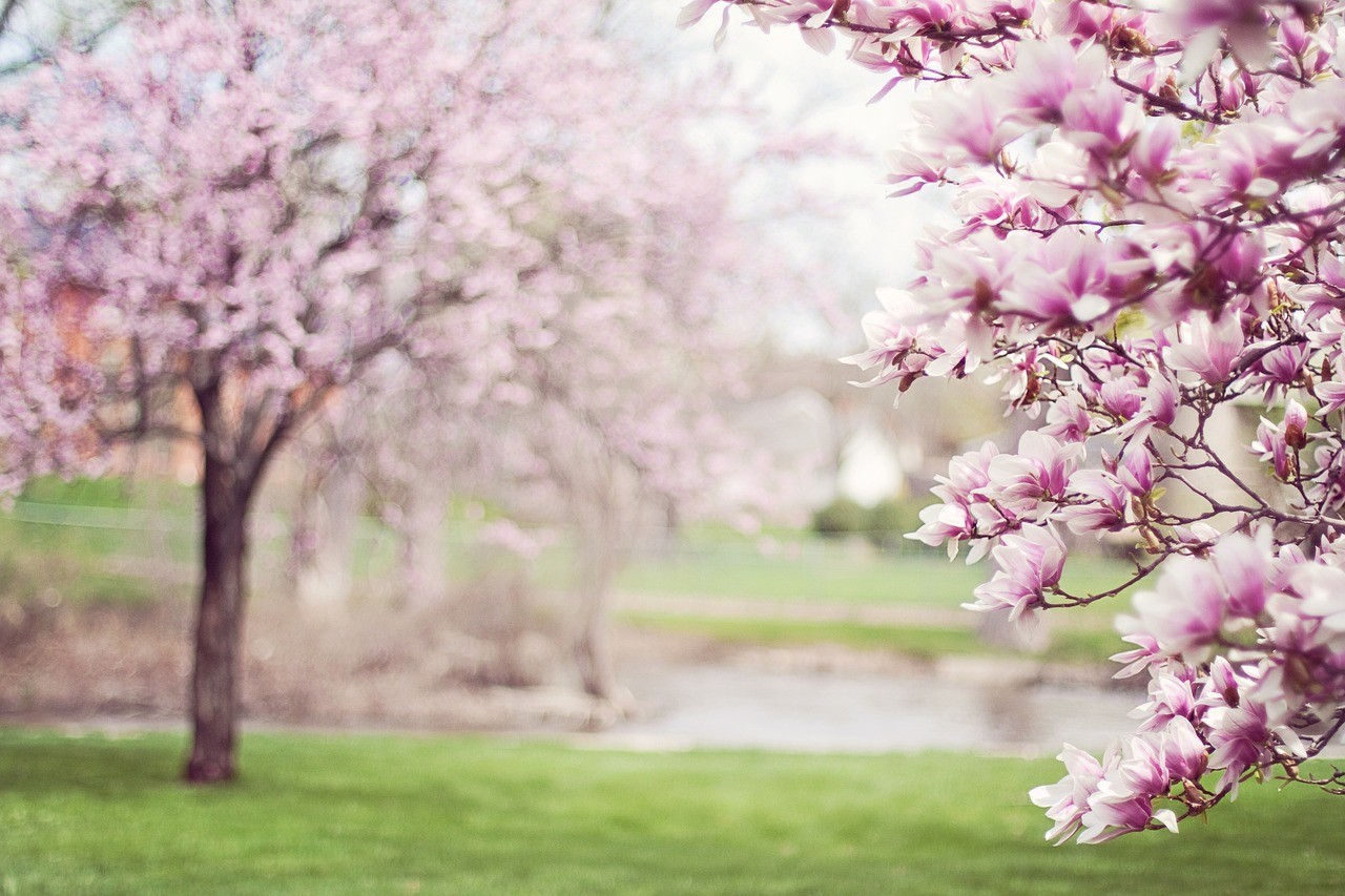 Pink flowers on tree