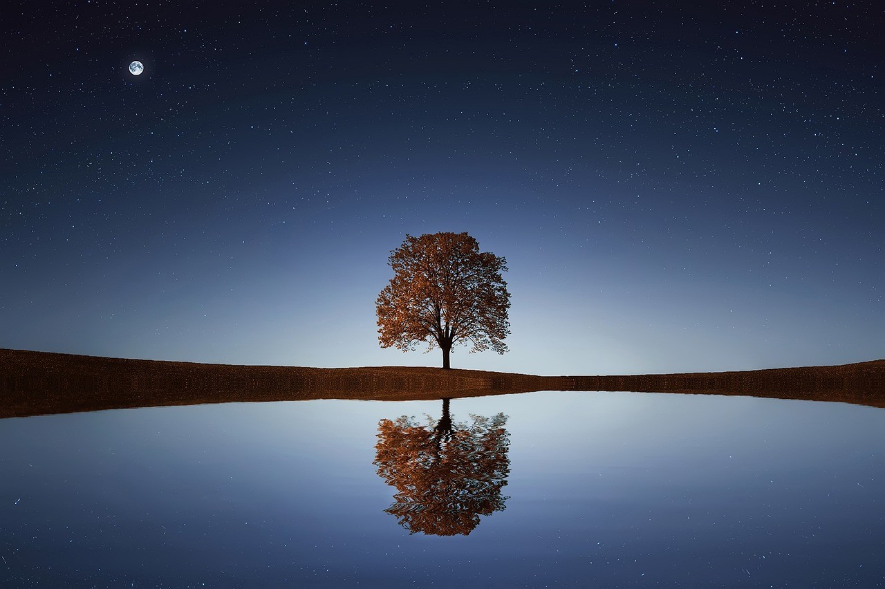 Lone tree in lake