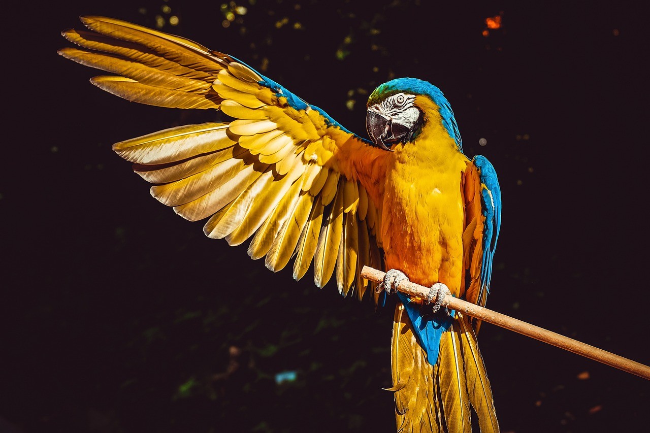 Colorful bird on stick