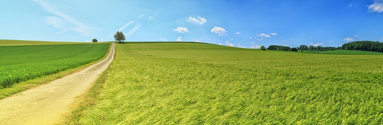 Fields and road