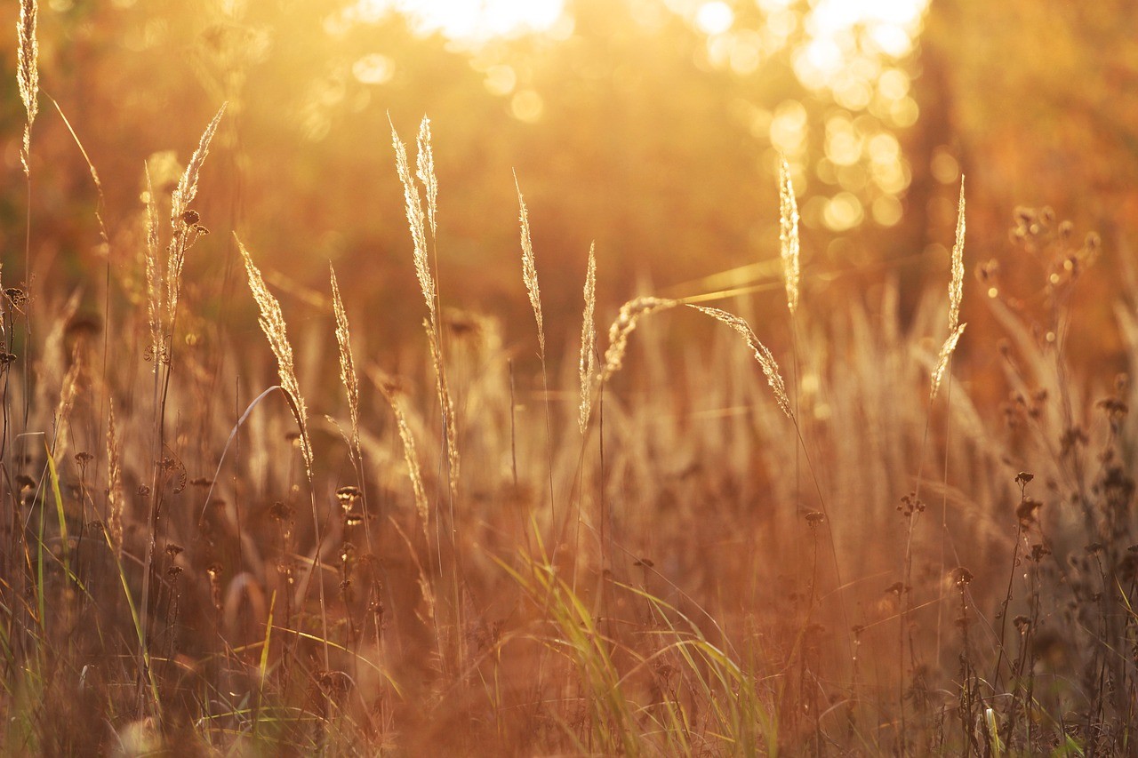 Field of tall grass
